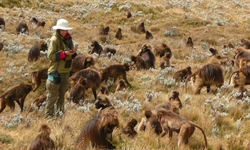 Guassa Gelada Research Project at Guassa, Ethiopia portrait
